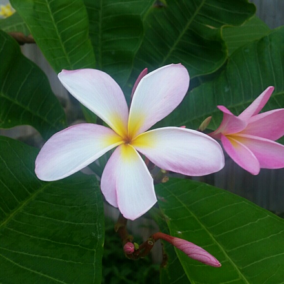 Profile Picture of Joanne Elizondo (@woodjoanne77) on Poshmark