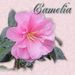 Profile Picture of Camélia Calais (@camliacalais) on Pinterest