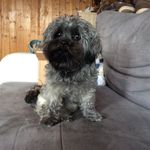 Eline❤️ - Instagram Profile Picture of Eline❤️ (@eline_the_dog) on Instagram