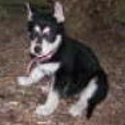 Profile Picture of Jan Keenan (@grammation) on Twitter