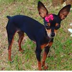 Profile Picture of Meg Obrian Dumaresq (@dogginha_do_jr) on Instagram