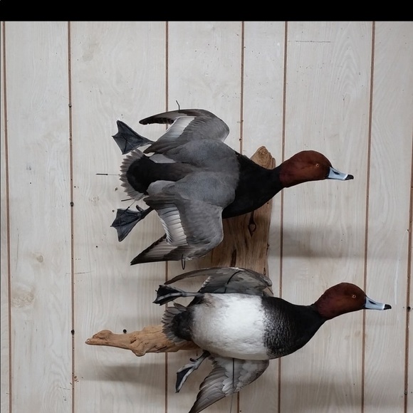 Profile Picture of Hunter Bedenbaugh (@duckmanjames98) on Poshmark