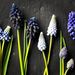 Profile Picture of Sarah Goff-Rayburn (@annaray) on Pinterest