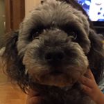 Profile Picture of Yuko Uemura (@kanontonoa) on Instagram