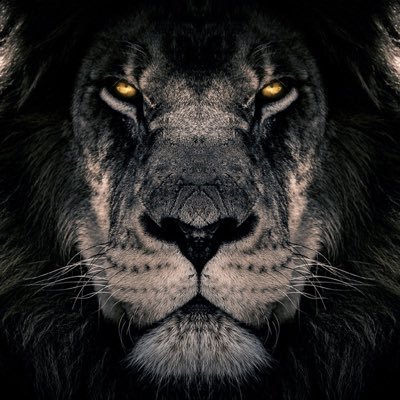Profile Picture of Logan (@Logan_Kauffman_) on Twitter