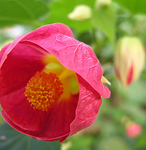 Profile Picture of Michelle Scott (@shellaroo1) on Flickr