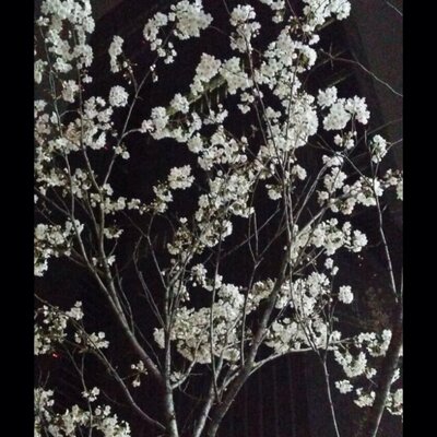 Profile Picture of Hee Jeung Shin (@jeung_hee) on Twitter