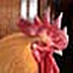 Profile Picture of Lisa Ann Pluth (@pluth photos) on Flickr