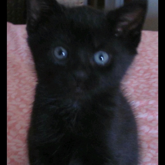 Profile Picture of Kela Qorri (@kelaqorri) on Poshmark