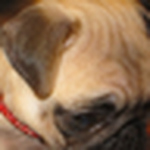 Profile Picture of Lisa Tanner (@lt1963) on Flickr