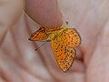 Profile Picture of Calephelis muticumon Wikipedia