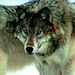 Profile Picture of Fredericka Neal (@kittibearroo) on Pinterest