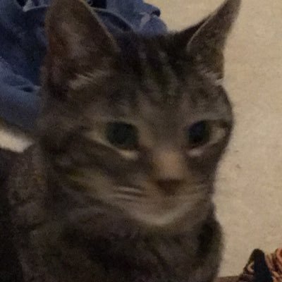 Profile Picture of Quinn Cox (@QuinnCo16066693) on Twitter