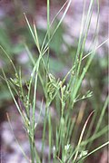 Profile Picture of Juncus tenuison Wikipedia