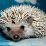 Neville Coppolillo - Instagram Profile Picture of Neville Coppolillo (@neville.hedgehog) on Instagram