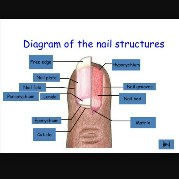 Profile Picture of Ariel Apparicio (@aappari0) on Poshmark