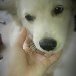 Profile Picture of Cotton the white dog😀 (@cotton_official.acc) on Instagram