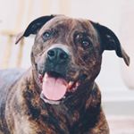 Profile Picture of Turner, Kali, Kovu + Bagheera (@furlicksandwiggles) on Instagram