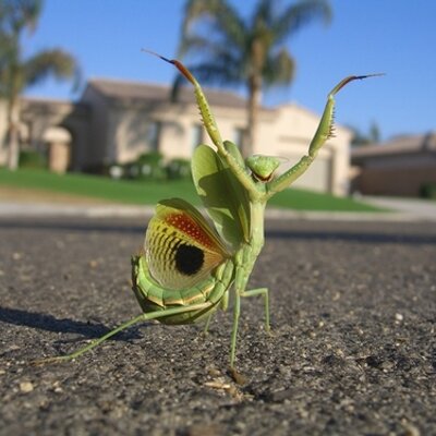 Profile Picture of Loren Ball (@ballthebuilder) on Twitter