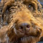 Profile Picture of Adam Armitage (@adam.armitage11) on Instagram