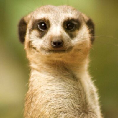 Profile Picture of Elmongelocoon Twitter