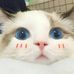 Profile Picture of Nikki Yao (@nikki.yao.581) on Facebook