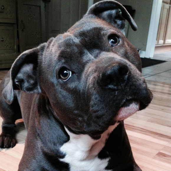 Profile Picture of Katie Neetz (@murraycat) on Poshmark