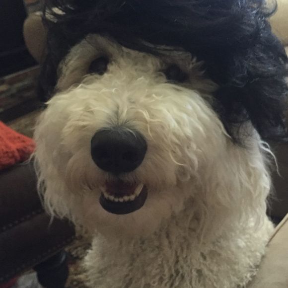 Profile Picture of Paula Darrah (@bellablissmommy) on Poshmark