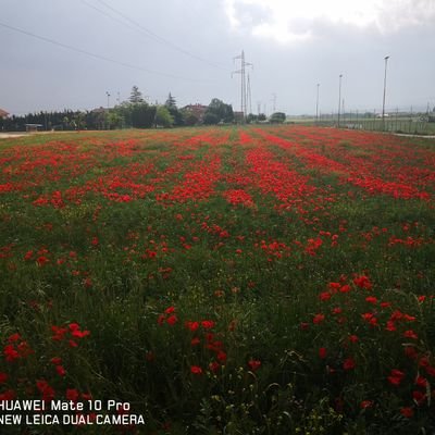 Profile Picture of Mario Schiavo (@mario_schiavo) on Twitter