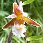 Laurence Aubert - Facebook Profile Picture of Laurence Aubert (@Laurence-Aubert) on Facebook