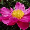 Profile Picture of Cheryl Hahn431 (@cherylhahn59) on Tiktok