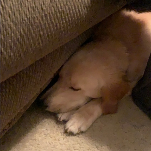 Profile Picture of Amy Wemyss (@amwemyss) on Poshmark