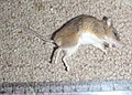 Profile Picture of Krebs's fat mouseon Wikipedia