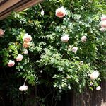 JoEl Schubert - Instagram Profile Picture of JoEl Schubert (@joeli_sch) on Instagram