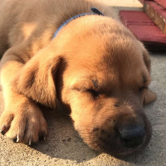 Profile Picture of Lauren Isch (@laurenisch) on Poshmark