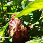 Profile Picture of Ashlee Andrews (@flock_urbanliving) on Instagram