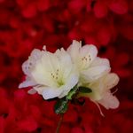 Profile Picture of Dustin Shultz (@dizzydephotography) on Instagram