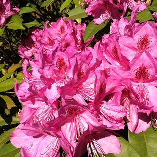 Profile Picture of Nancy Sardo (@nancy.sardo.1) on Facebook