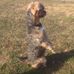 Profile Picture of Lilly Matthews (Lilly dog) (@lilly.matthews.940) on Facebook