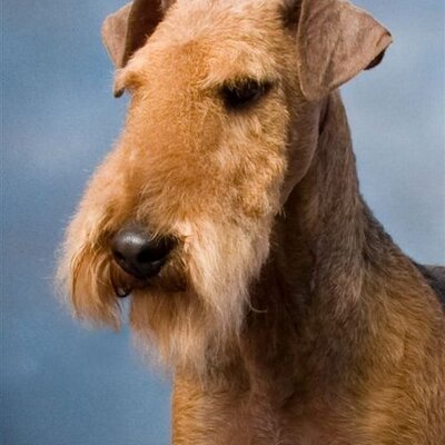 Profile Picture of Carol Robson (@dogtravelpro) on Twitter