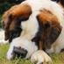 Profile Picture of Crooked River Saints (@@st_bernard_pup) on Twitter