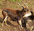 Profile Picture of Visayan spotted deeron Wikipedia