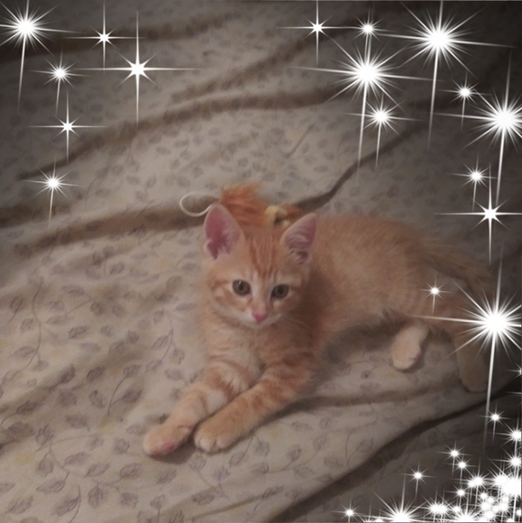 Profile Picture of Chrissy Hoseth (@hosethchrissy) on Poshmark