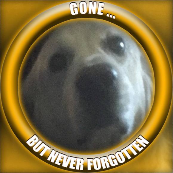 Profile Picture of Debra Grobmyer (@debragrobmyer) on Poshmark