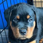 Captain Zulu Maximus Gregory - Instagram Profile Picture of Captain Zulu Maximus Gregory (@zulutherottweiler) on Instagram