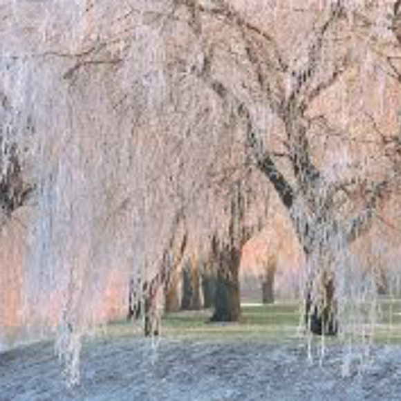 Profile Picture of A Carpenter (@valleywillow) on Poshmark