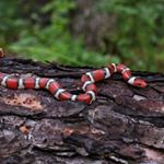 Profile Picture of Daniel Moniz (@the_herpetographer) on Instagram