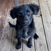 Profile Picture of Pat Davidson (@kevin12322) on Youtube