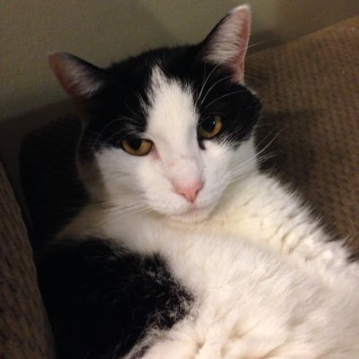 Profile Picture of Irene Griffin (@irene7g) on Twitter