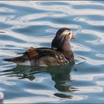 Profile Picture of Paulina Kolaski (@paulinakolaskiibu) on Instagram